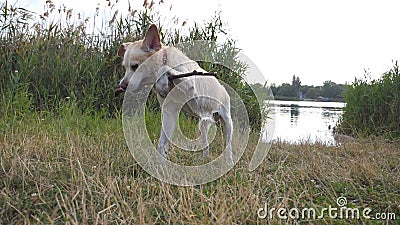 Labrador molhado ou vara de madeira cortante do golden retriever exterior Persiga o jogo na natureza perto do rio ou do lago Movi filme Labrador molhado ou vara de madeira cortante do golden retriever exterior Persiga o jogo na natureza perto do rio ou do lago Movi filme