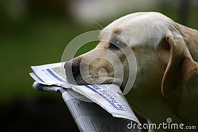 Labrador With News Stock Photo