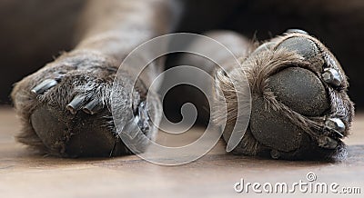 Labrador paws Stock Photo
