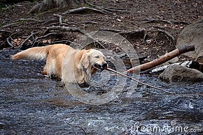 Labrador playing with tree branch Stock Photo