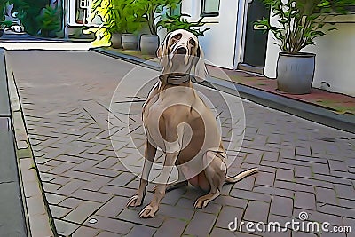 Labrador posing for a photo Stock Photo