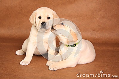 Labrador puppies Stock Photo