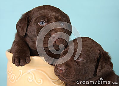 Labrador puppies Stock Photo