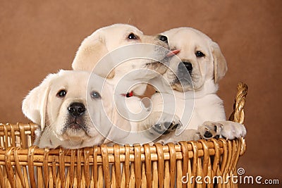 Labrador puppies. Stock Photo