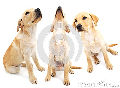 Labrador puppies Stock Photo