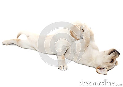 Labrador puppies playing Stock Photo