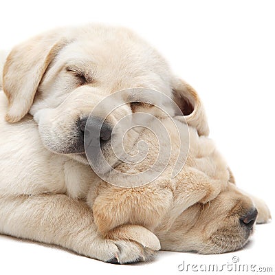 Labrador puppies sleeping Stock Photo