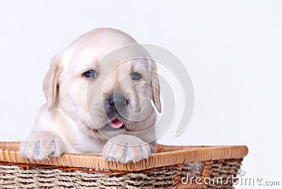 Labrador puppy Stock Photo