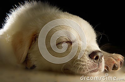 Labrador Puppy Stock Photo