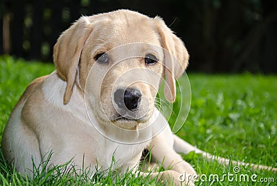 Labrador puppy Stock Photo