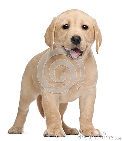 Labrador puppy, 7 weeks old Stock Photo