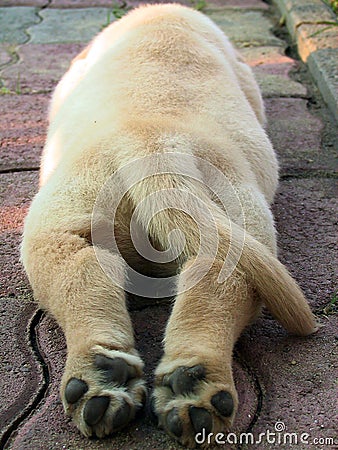 Labrador puppy Stock Photo