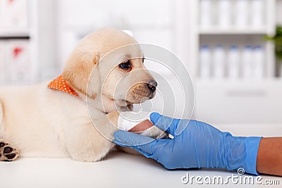 Labrador puppy dog resting its bandaged paw in the animal healthcare professional hand Stock Photo