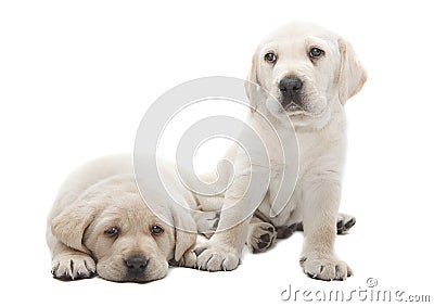 Labrador puppy dogs Stock Photo