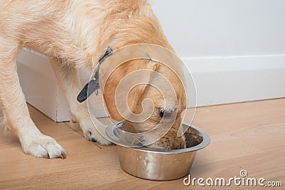 Labrador puppy eating dog food from a silver dog bowl in the kitchen Stock Photo