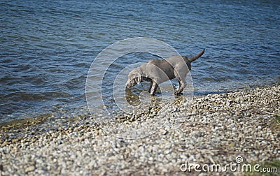 Labrador puppy Stock Photo