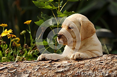 Labrador puppy in the garden Stock Photo