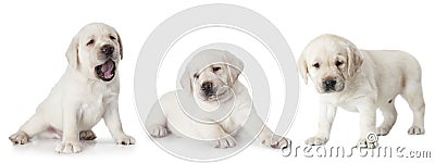 Labrador puppy isolated on white background Stock Photo