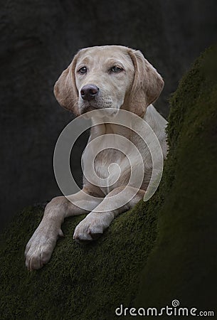 Labrador puppy on a mossy tree Stock Photo