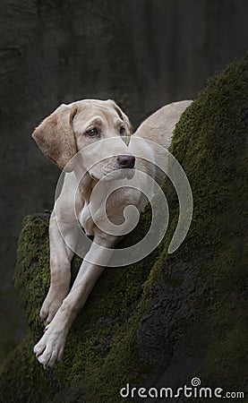 Labrador puppy on a mossy tree Stock Photo