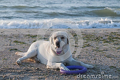 Labrador Retreiver on the beach Stock Photo