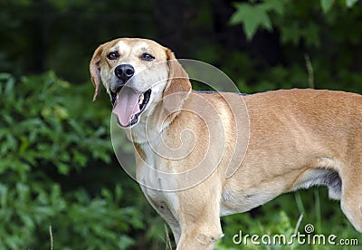 Labrador Retreiver Vizsla Hound mixed breed dog Stock Photo