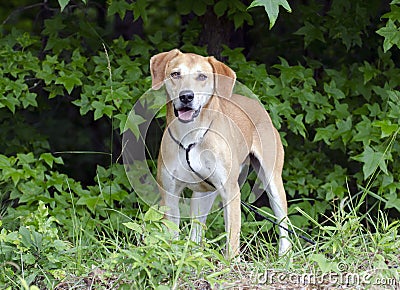 Labrador Retreiver Vizsla Hound mixed breed dog Stock Photo