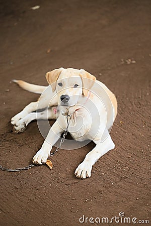 Labrador Retrieve Stock Photo