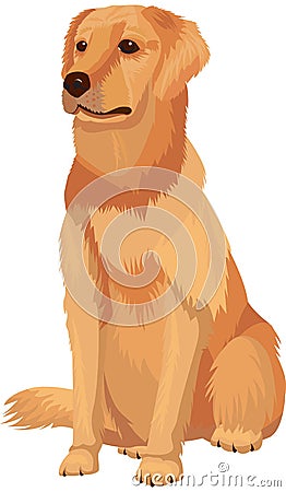 Labrador retriever Vector Illustration