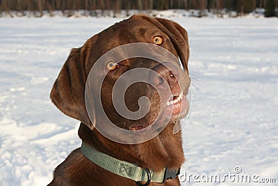 Labrador retriever Stock Photo