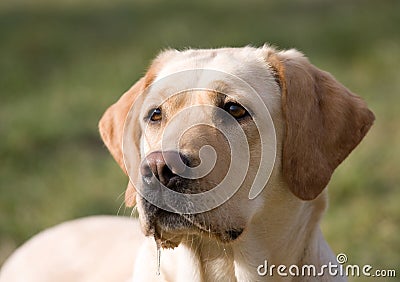 Labrador retriever Stock Photo