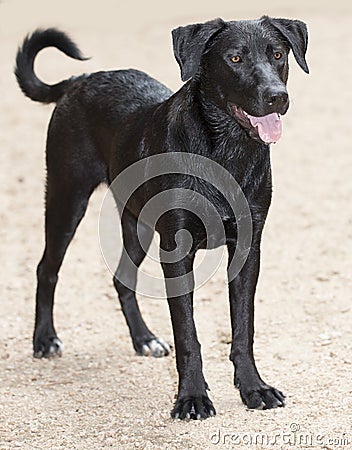 Labrador-retriever breed dog at red bud isle, austin texas Stock Photo