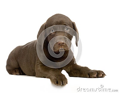 Labrador retriever chocolate Stock Photo