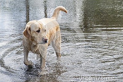 Labrador retriever coming out of the water. Stock Photo