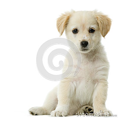 Labrador retriever cream Stock Photo