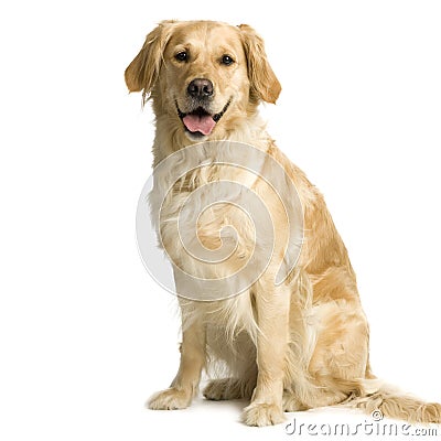 Labrador retriever cream Stock Photo