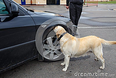 Labrador retriever Customs dog Stock Photo