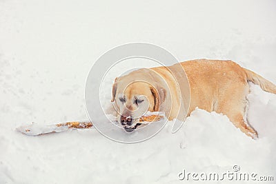 The dog walks through the snow in winter Stock Photo