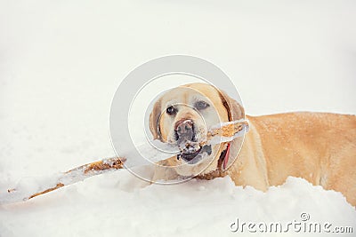 The dog walks through the snow in winter Stock Photo