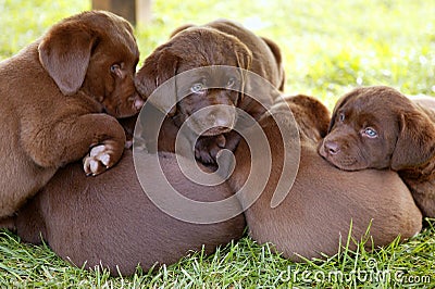 Labrador Retriever dog litter of pups Stock Photo