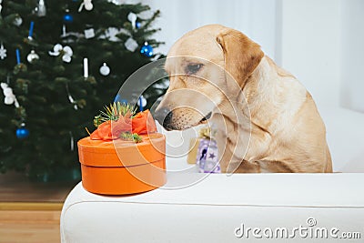 Labrador retriever dog looking at Christmas gift Stock Photo