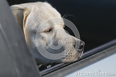 labrador retriever dog looking out of car window Stock Photo
