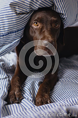 Labrador retriever dog is lying in bed under a blanket and sleeping or resting. animals are like people Stock Photo