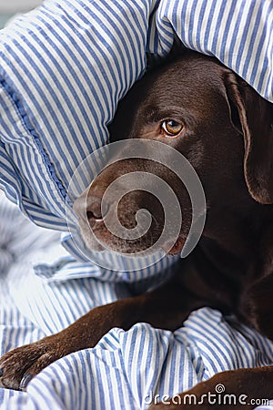 Labrador retriever dog is lying in bed under a blanket and sleeping or resting. animals are like people Stock Photo