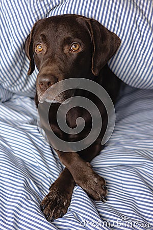 Labrador retriever dog is lying in bed under a blanket and sleeping or resting. animals are like people Stock Photo