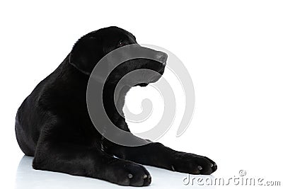 Labrador retriever dog lying down and minding his own business Stock Photo