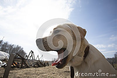 labrador retriever dog opening his mouth in barking on walk outdoors with blue sky on background. Dogs, emotions, training, voice Stock Photo