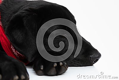 Labrador retriever dog sleeping and minding his own business Stock Photo