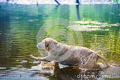 Dog swimming in the lake Stock Photo