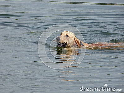 Labrador Retriever dog in water Stock Photo